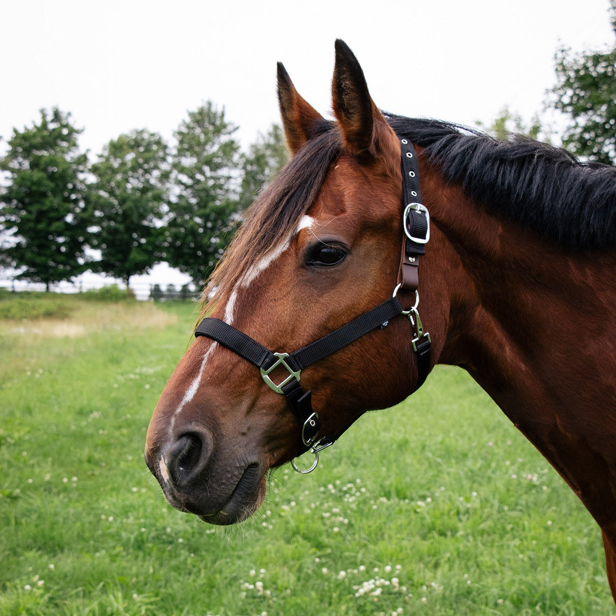 Supra Neoprene Padded W/ Breakaway Halter