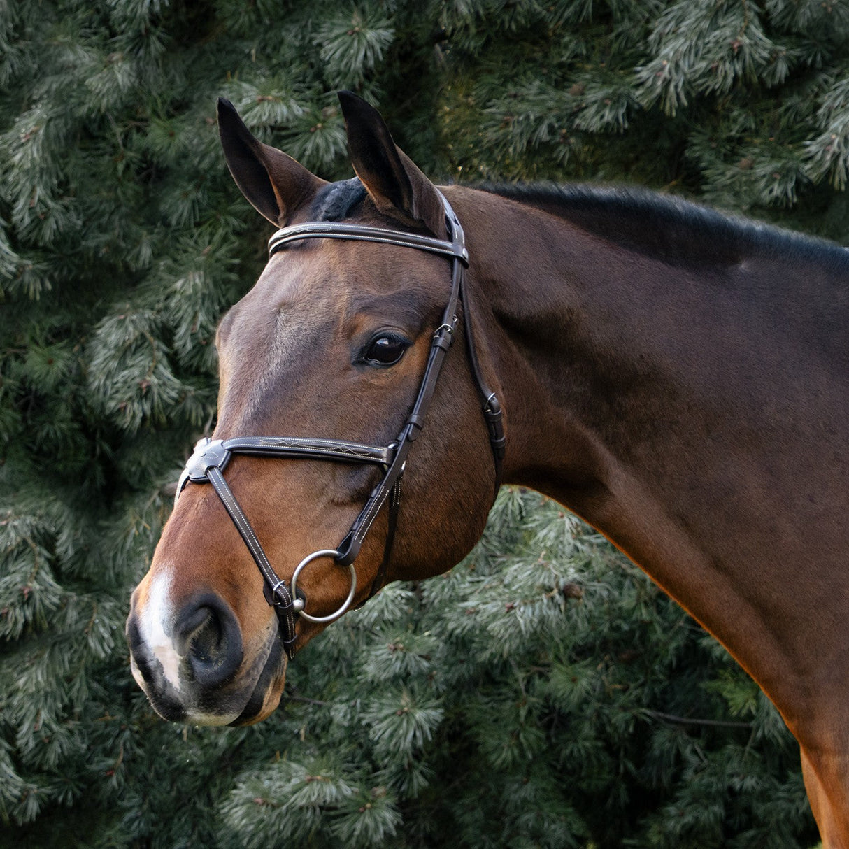 Val du Bois Padded Fancy Stitched Figure-8 Bridle