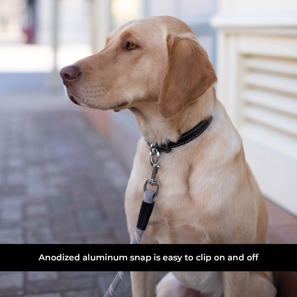 Shedrow K9 Camino Rope Leash