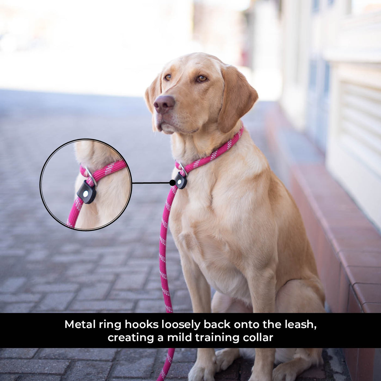 Shedrow K9 Camino Rope Slip Leash