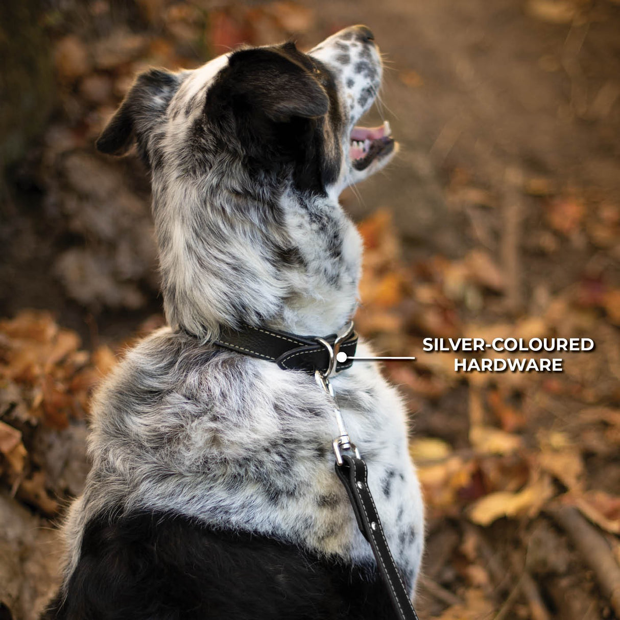 Shedrow K9 Richmond II Top Stitch Leather Collar