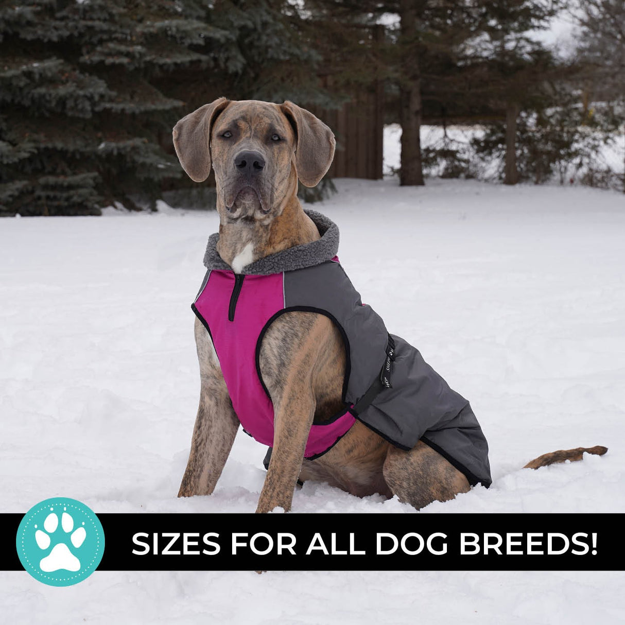 Shedrow K9 Chinook Dog Coat