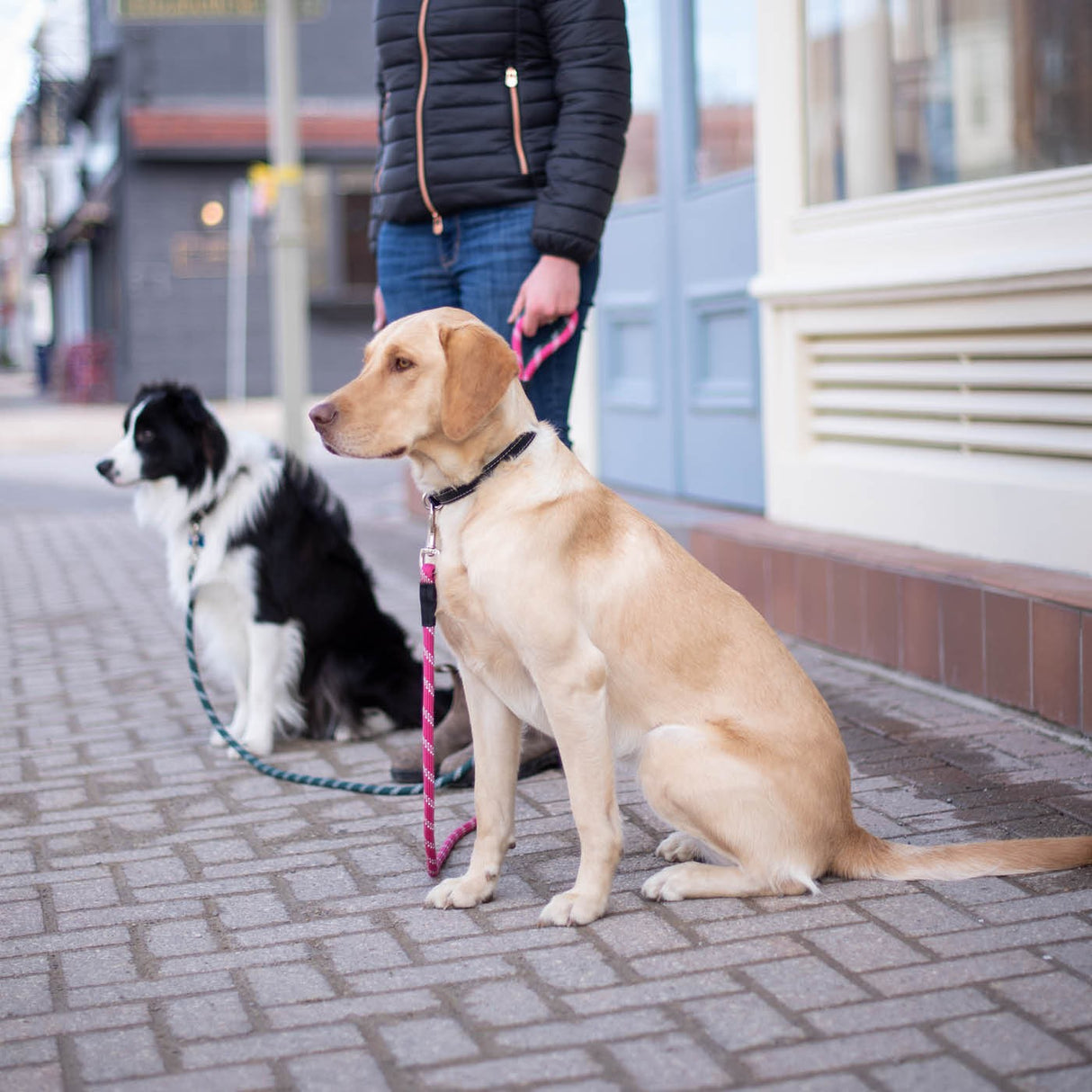 Shedrow K9 Camino Rope Leash
