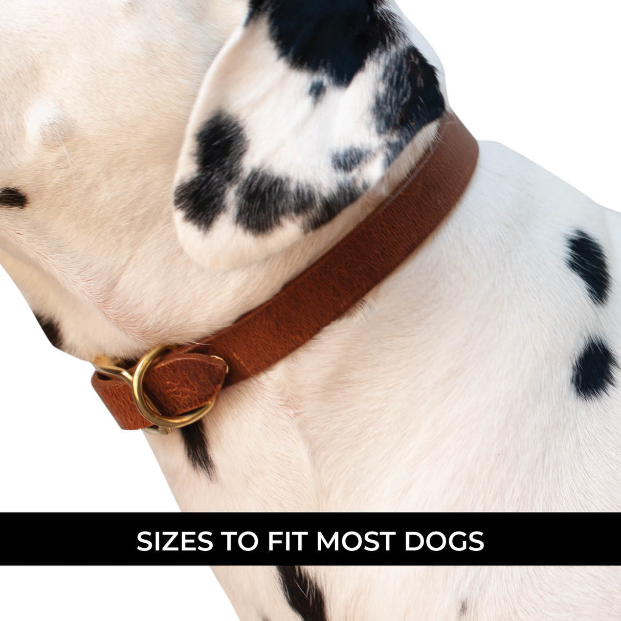 Shedrow K9 Bristol II Flat Leather Collar