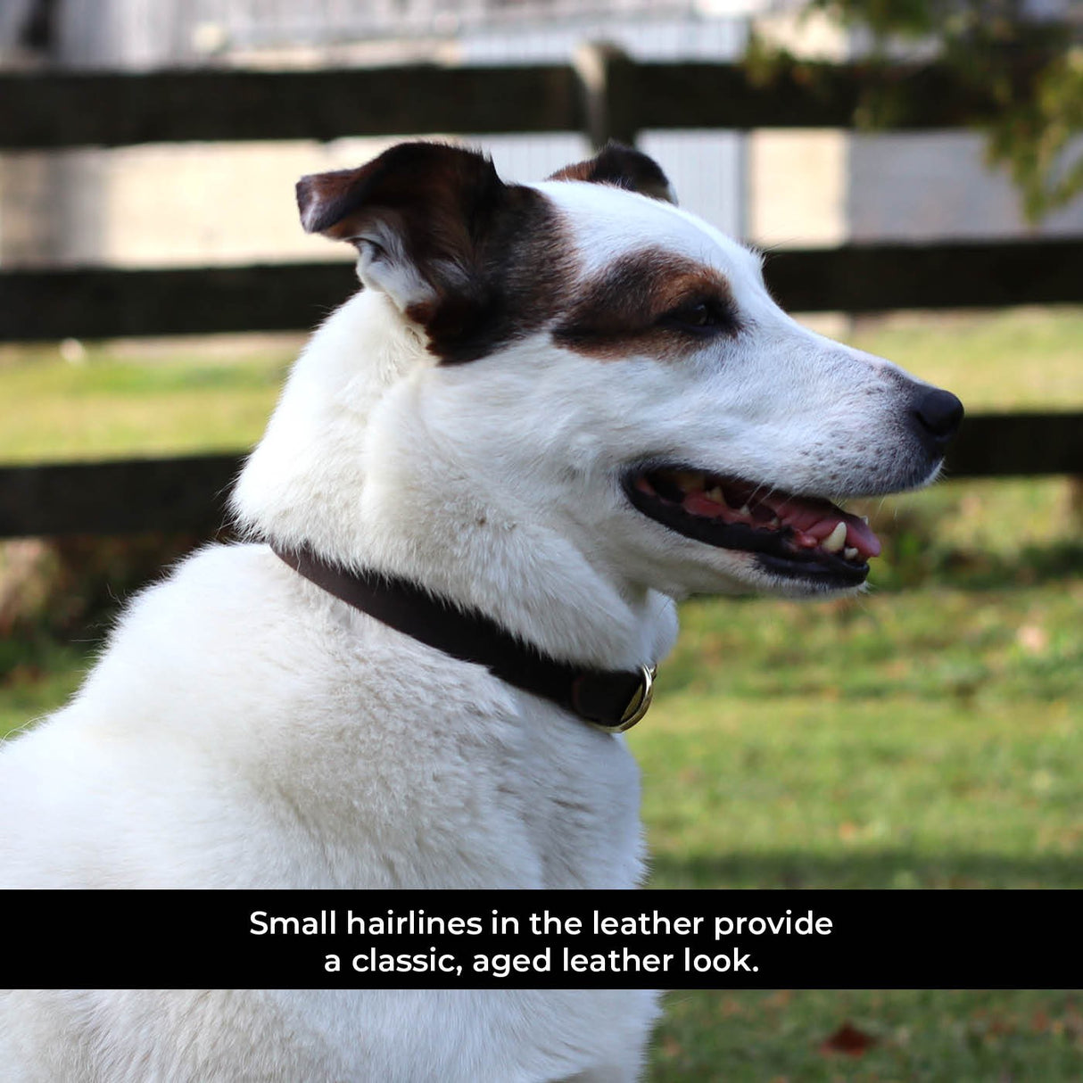 Shedrow K9 Bristol II Flat Leather Collar