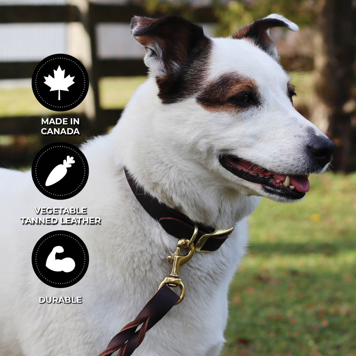 Shedrow K9 Bristol II Flat Leather Collar