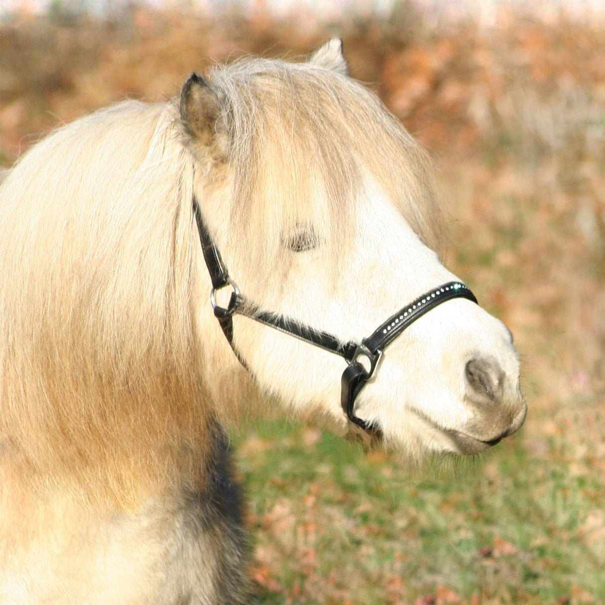 Waldhausen Star Diamond Leather Halter