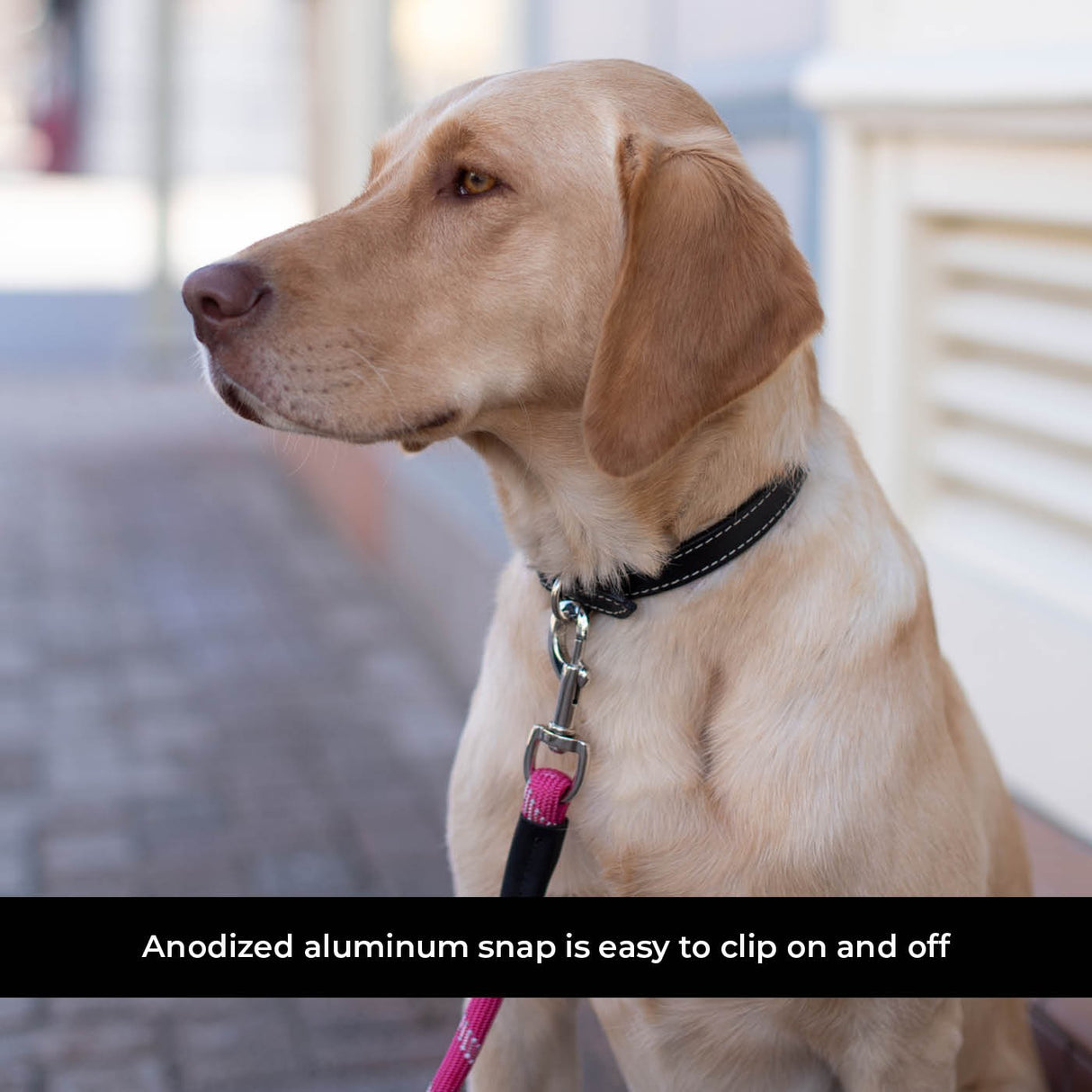 Shedrow K9 Camino Rope Leash