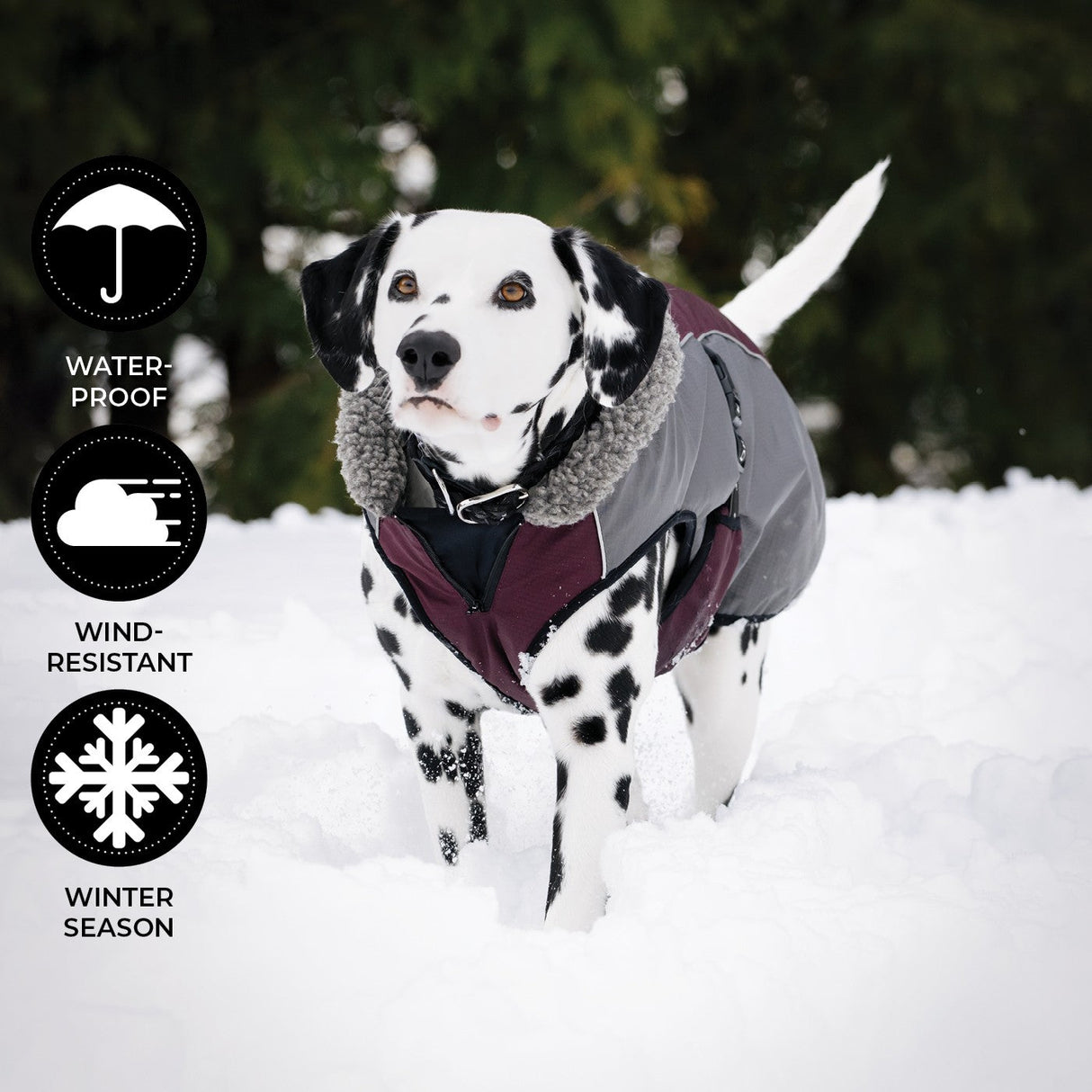 Shedrow K9 Chinook Dog Coat