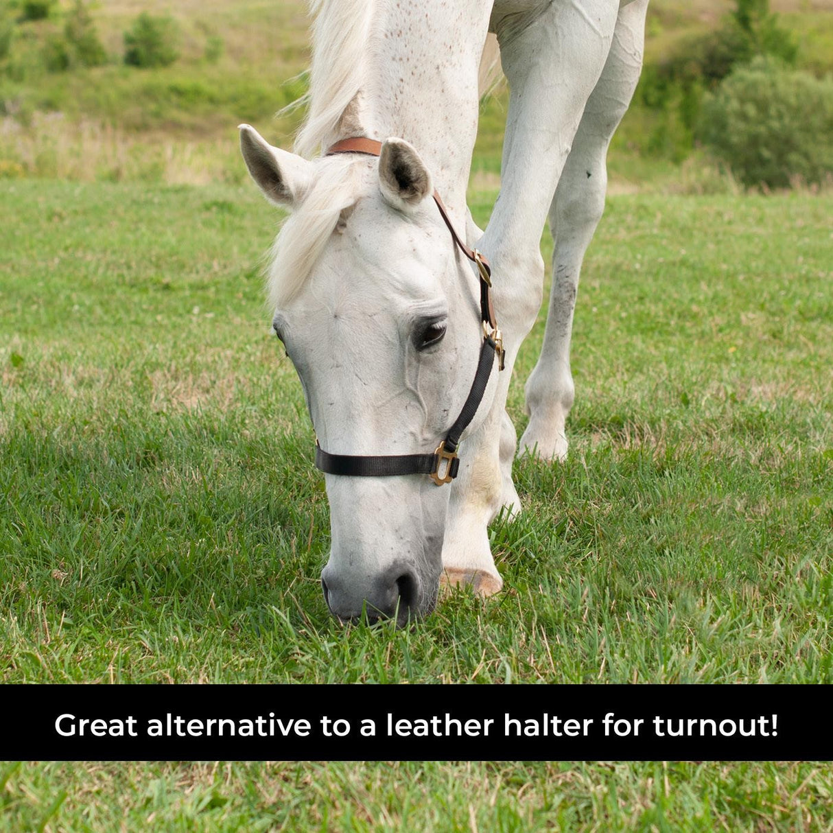 Supra Nylon Halter W/ Leather Crown