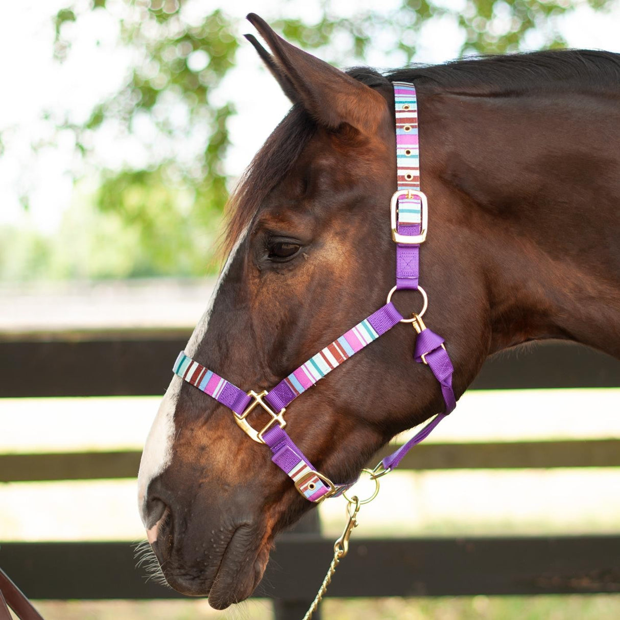 Shedrow Ribbon Halter