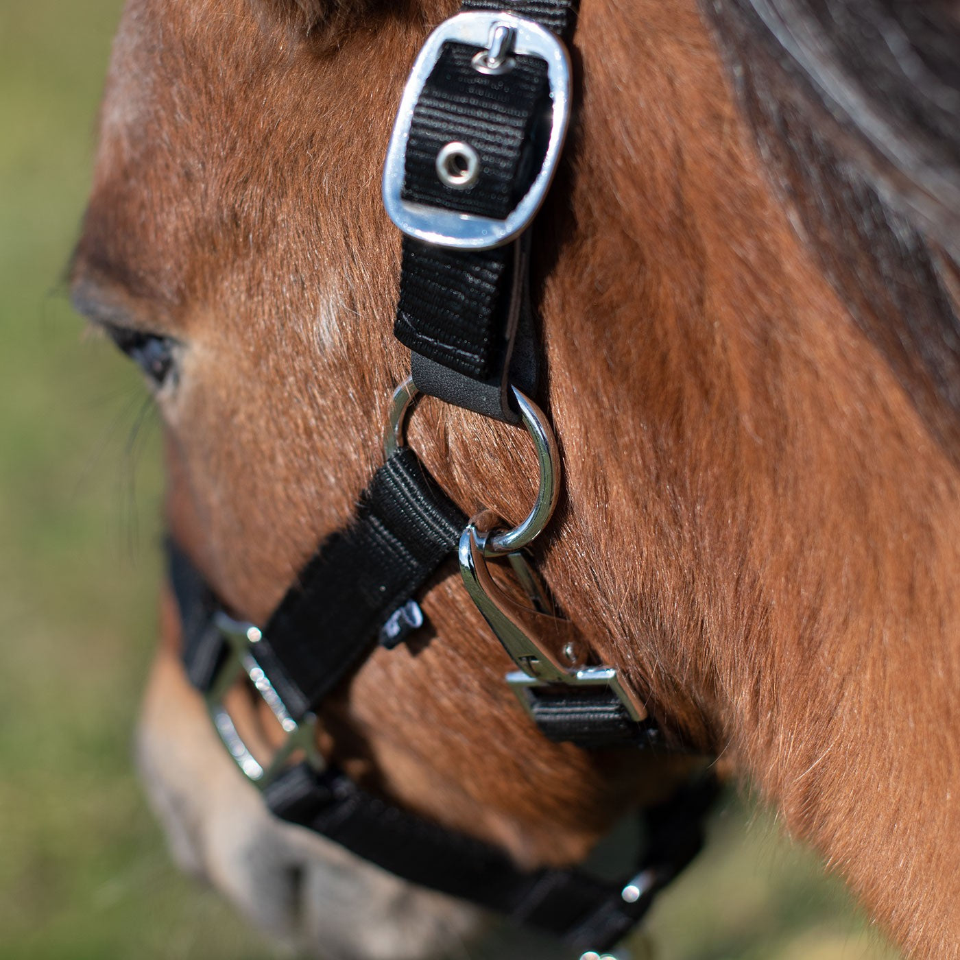 Supra Mini Halter W/ Breakaway