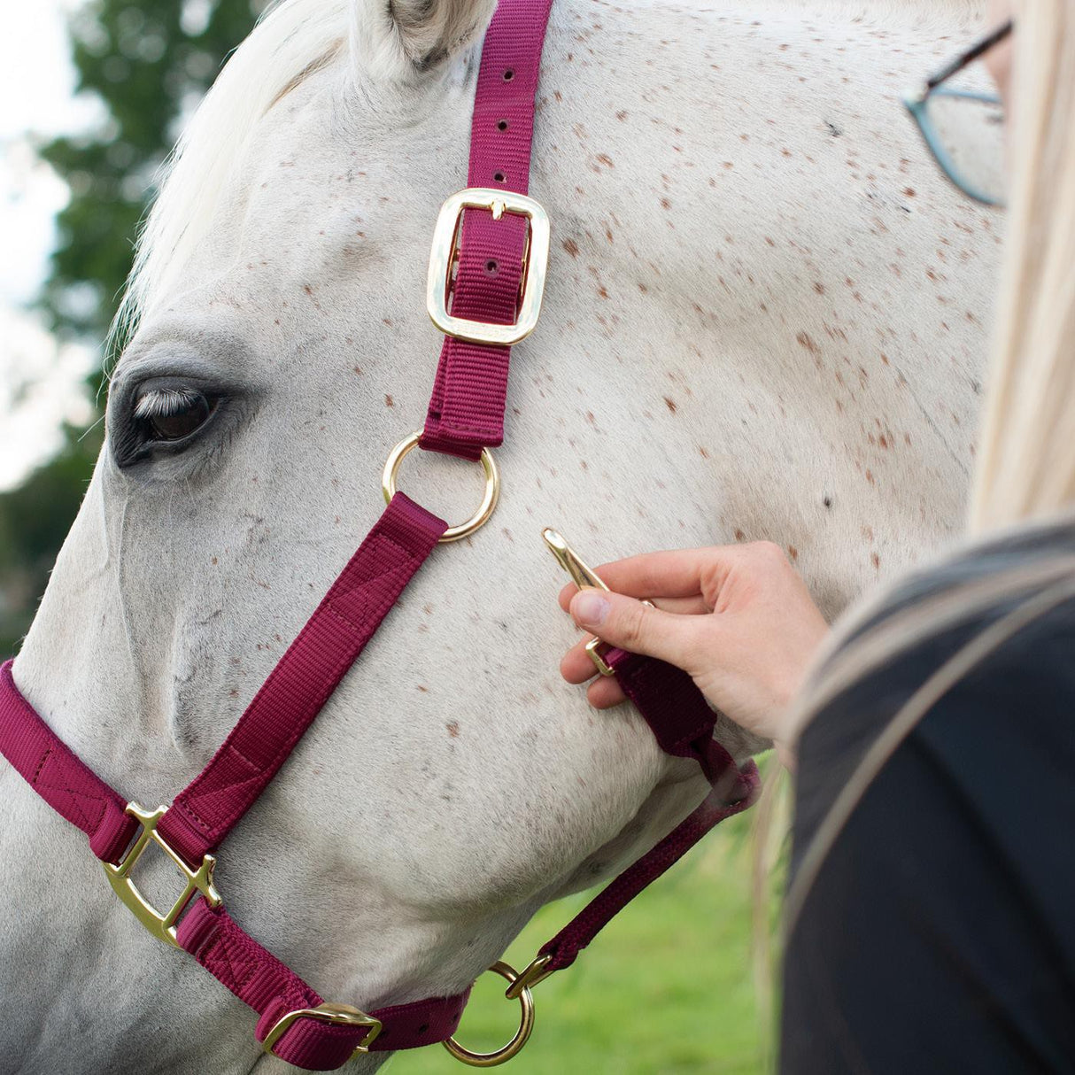 Shedrow Deluxe Halter