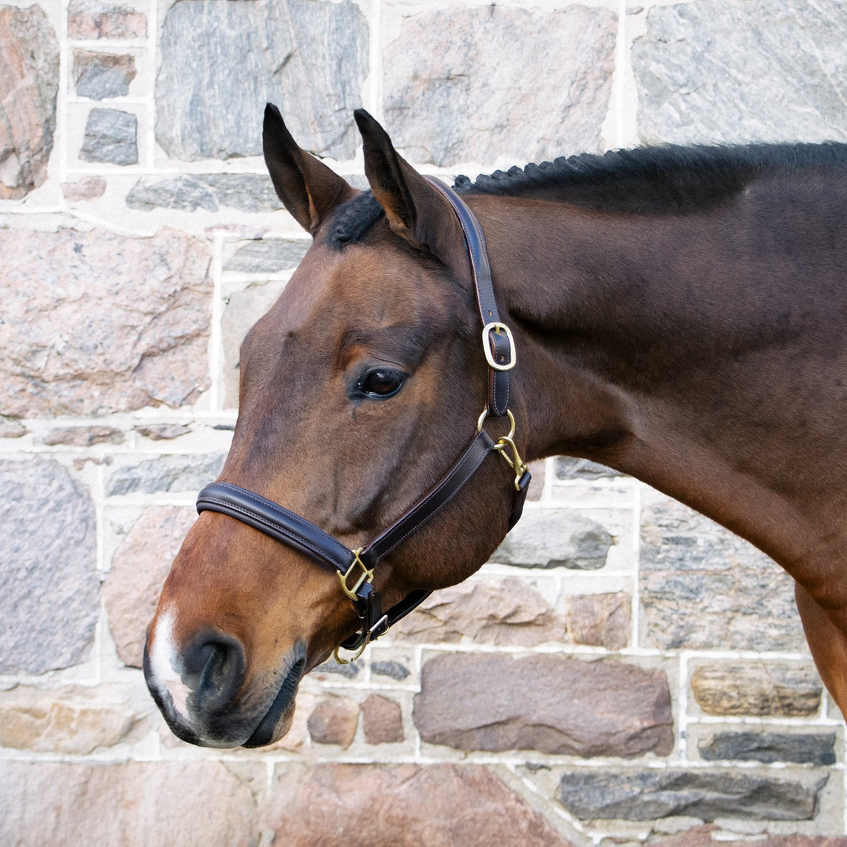 Val du Bois Padded Leather Halter