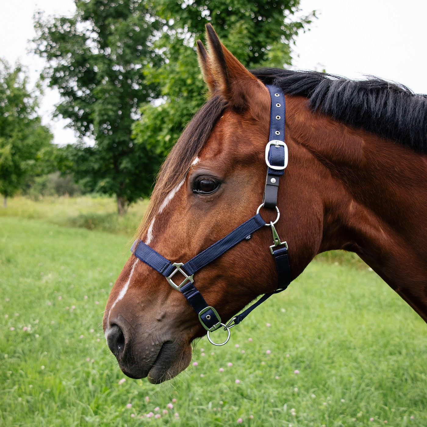 Supra Neoprene Padded W/ Breakaway Halter
