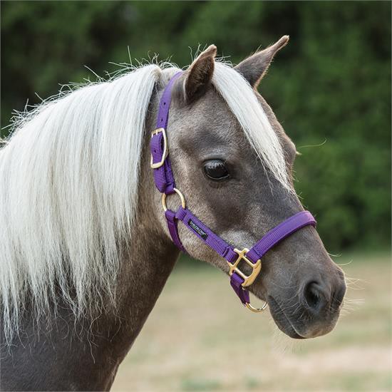 Shedrow Mini Halter