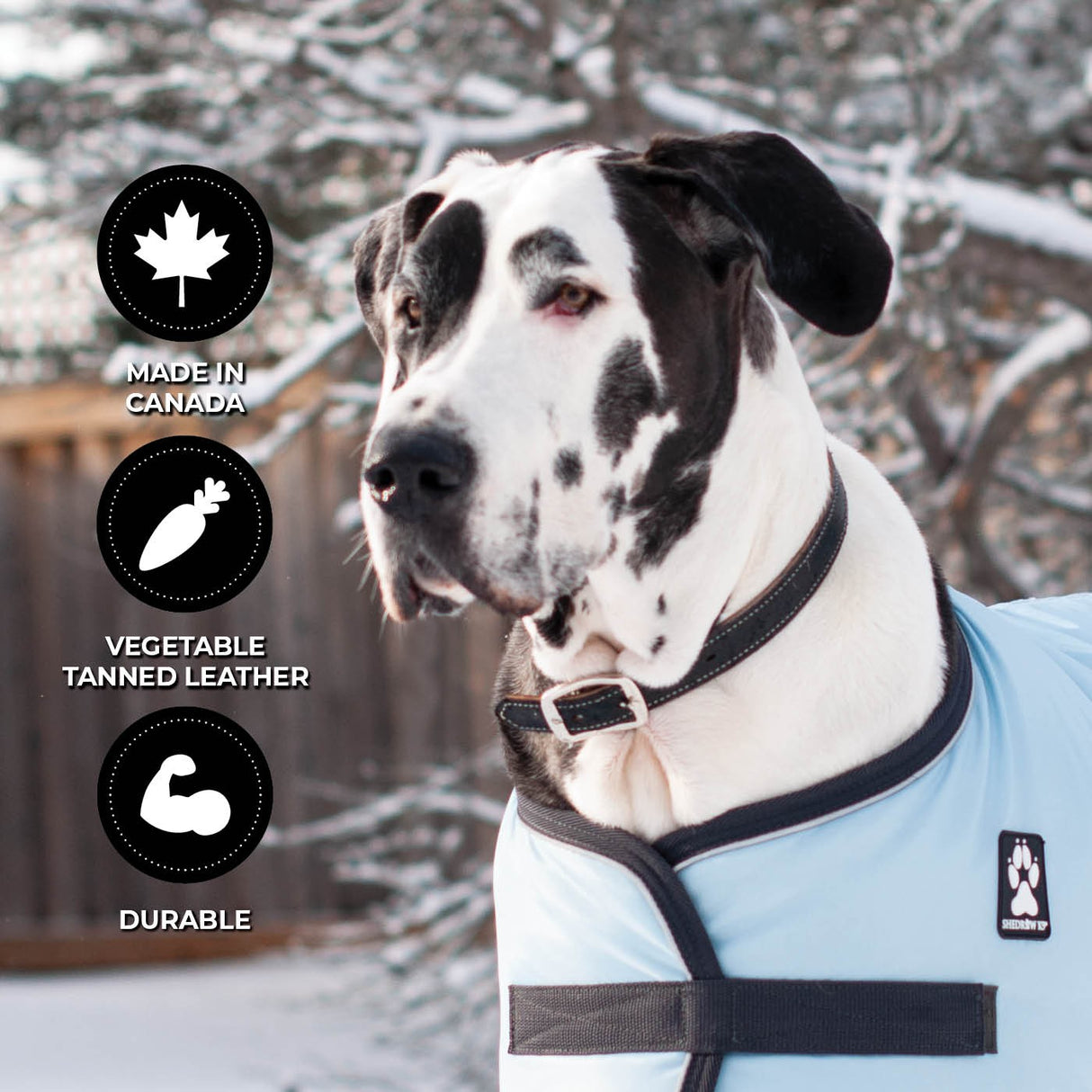 Shedrow K9 Richmond II Top Stitch Leather Collar