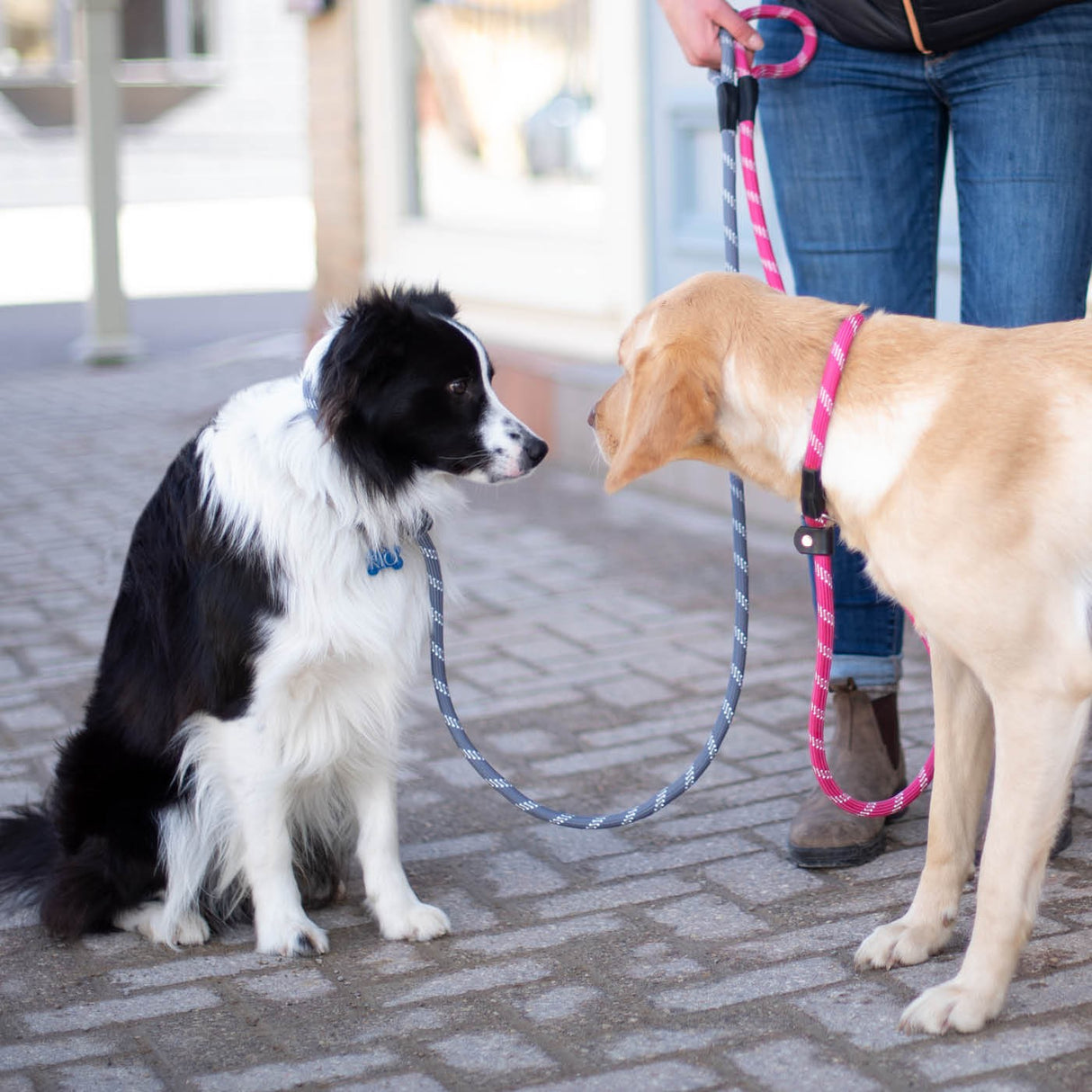 Shedrow K9 Camino Rope Slip Leash