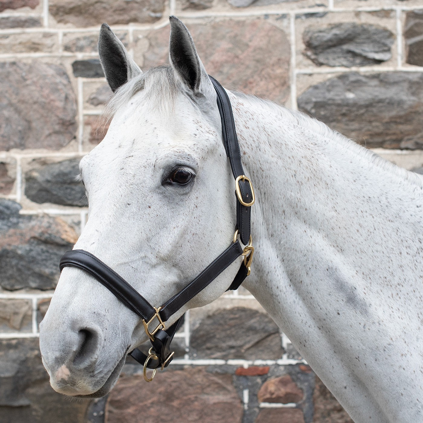 Val du Bois Padded Leather Halter