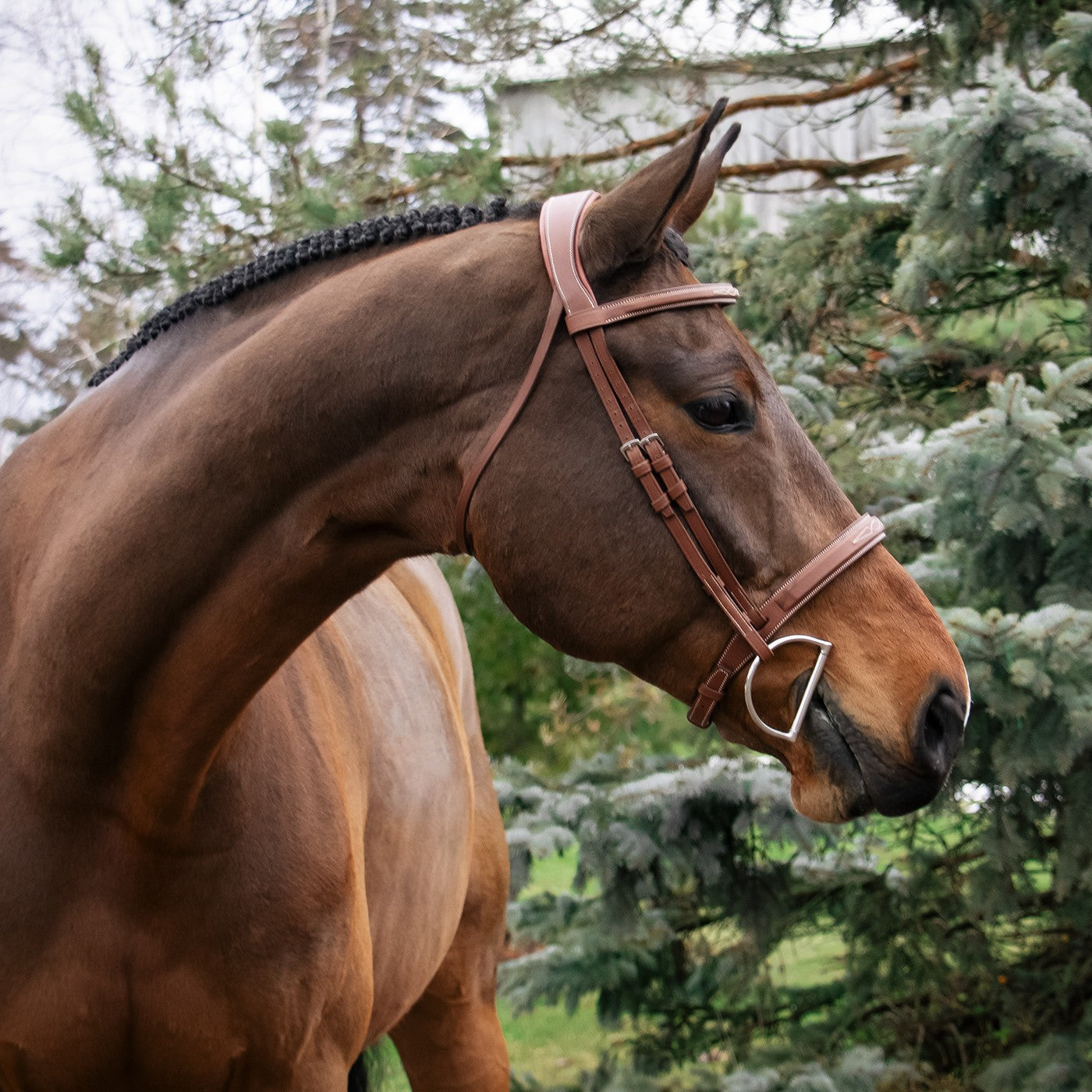 Mondega Gayo Classic Hunter Bridle