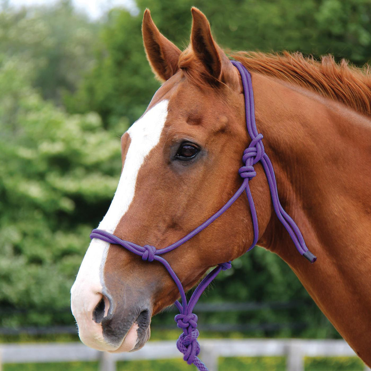 Copper Canyon Rope Halter W/ Lead