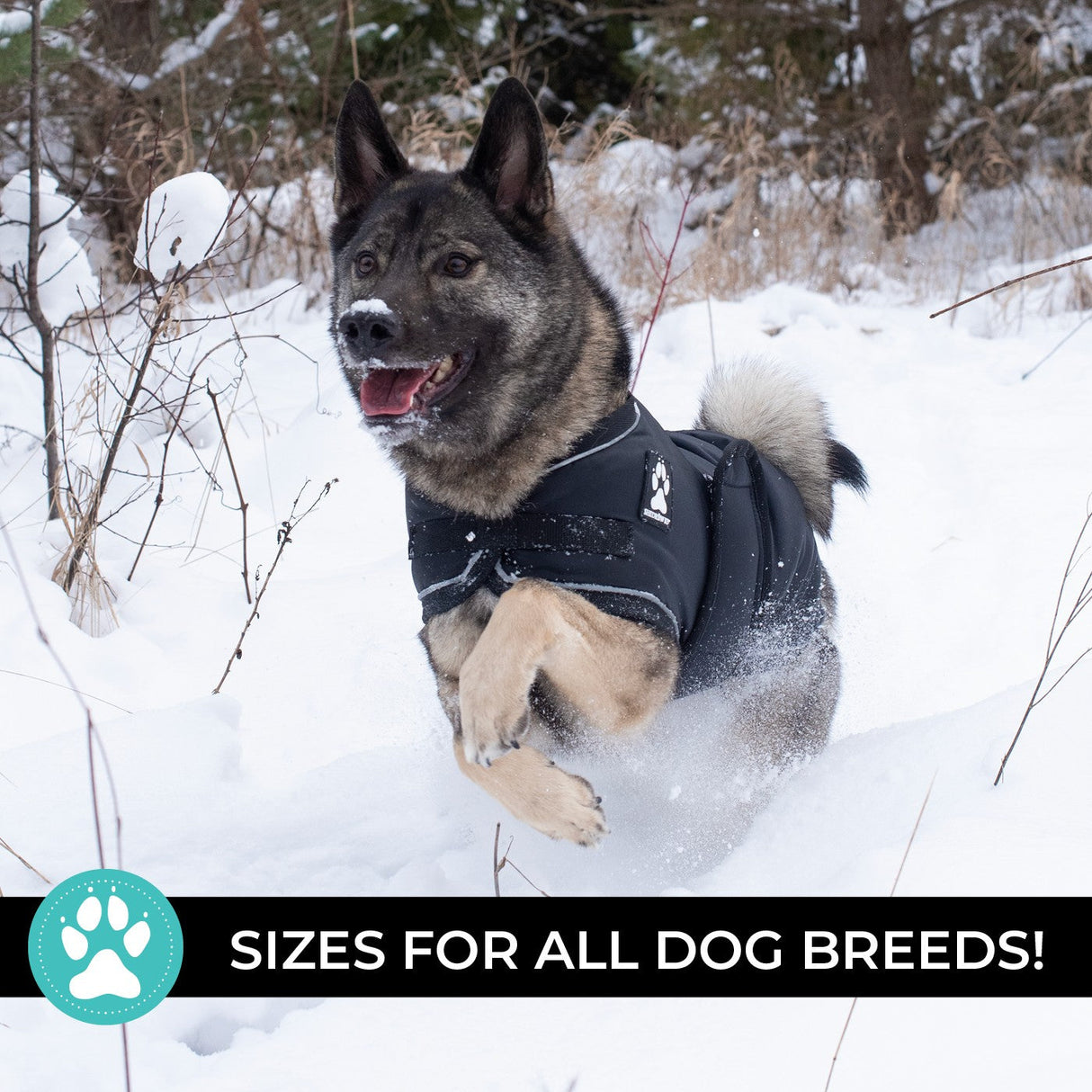 Shedrow K9 Vail Dog Coat
