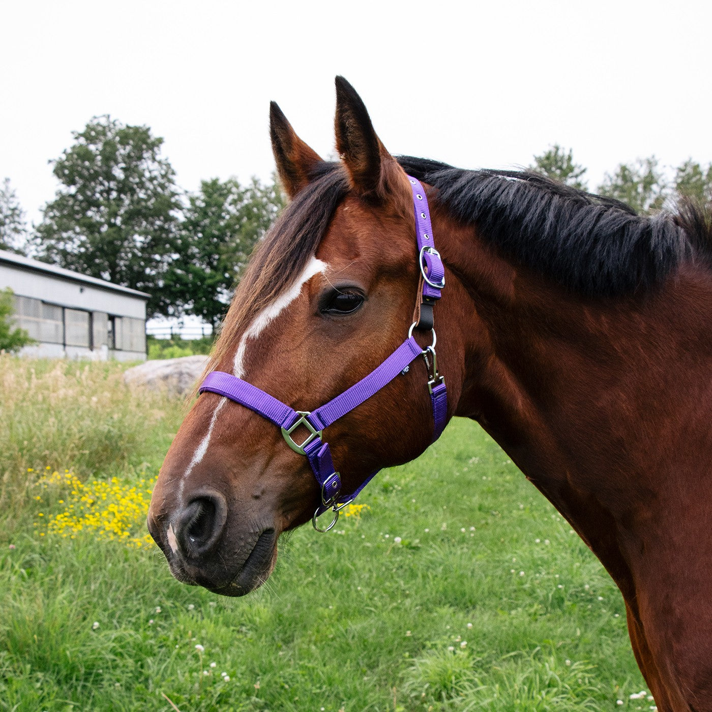 Supra Neoprene Padded W/ Breakaway Halter