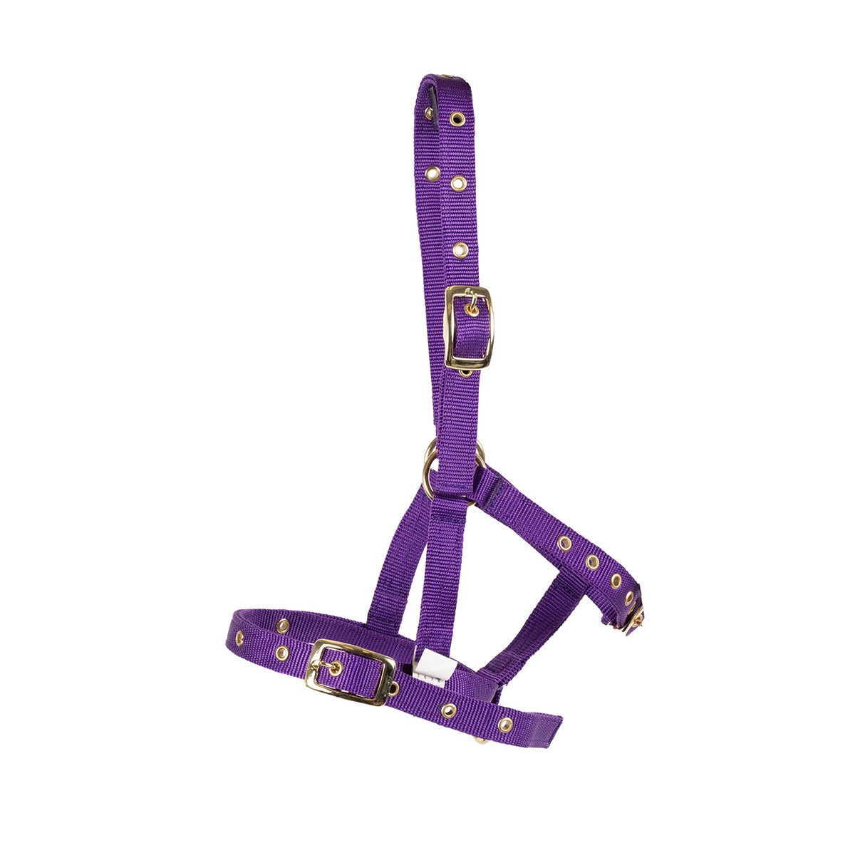 Supra Foal Halter