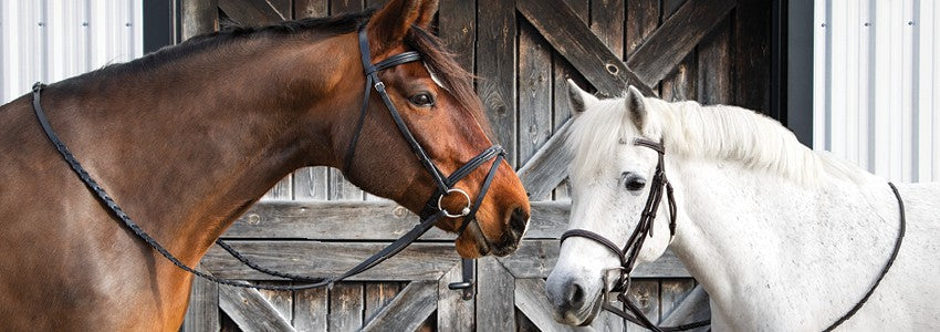 Last Call For Your Horse!