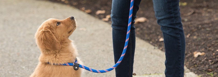 Last Call For Your Pet!