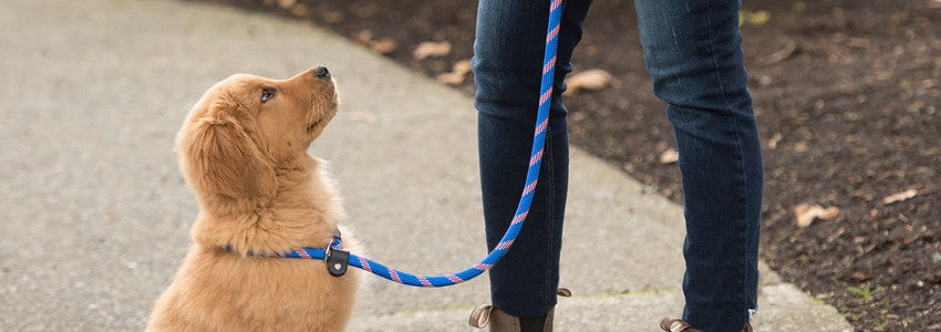 Leashes – Greenhawk USA