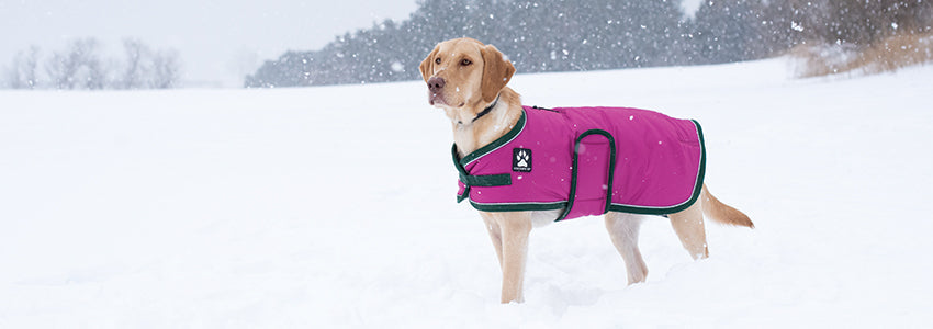 75% Off Select Shedrow K9