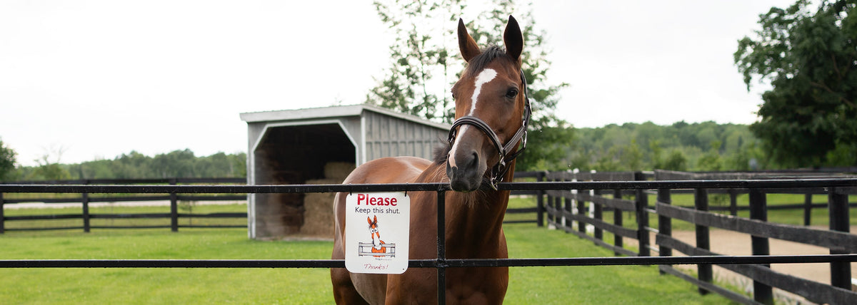 Fergus The Horse – Greenhawk USA