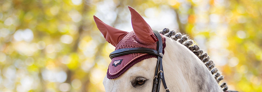 Treat Your Horse