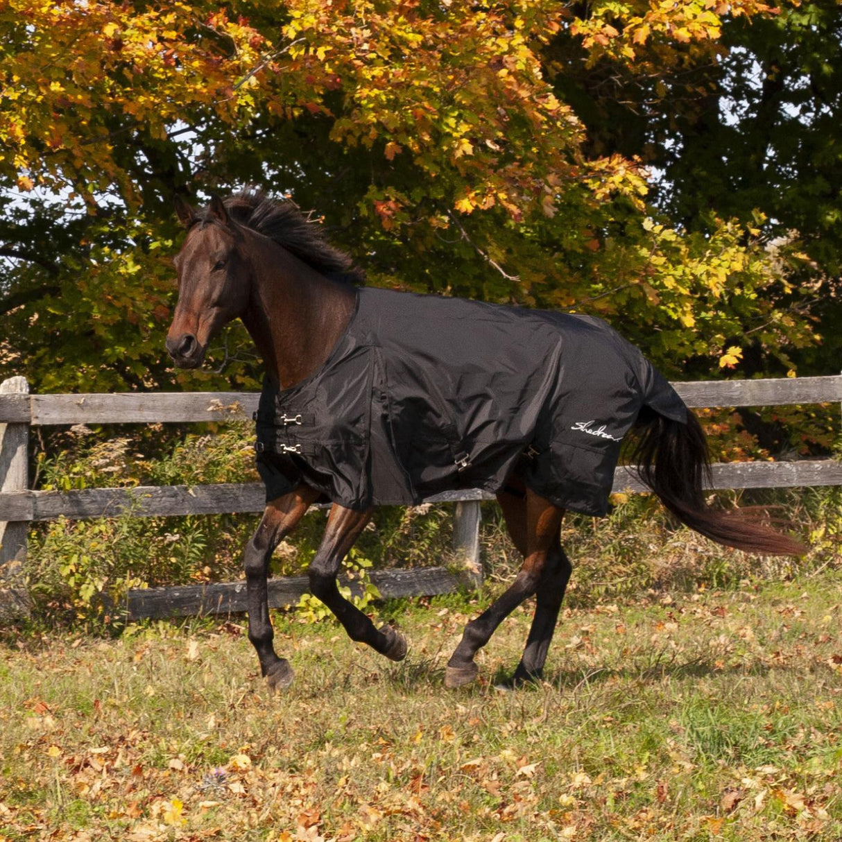Shedrow Rainsheet 0 g