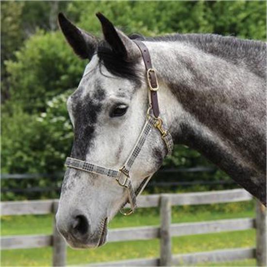 5A Baker Halter W/ Leather Crown