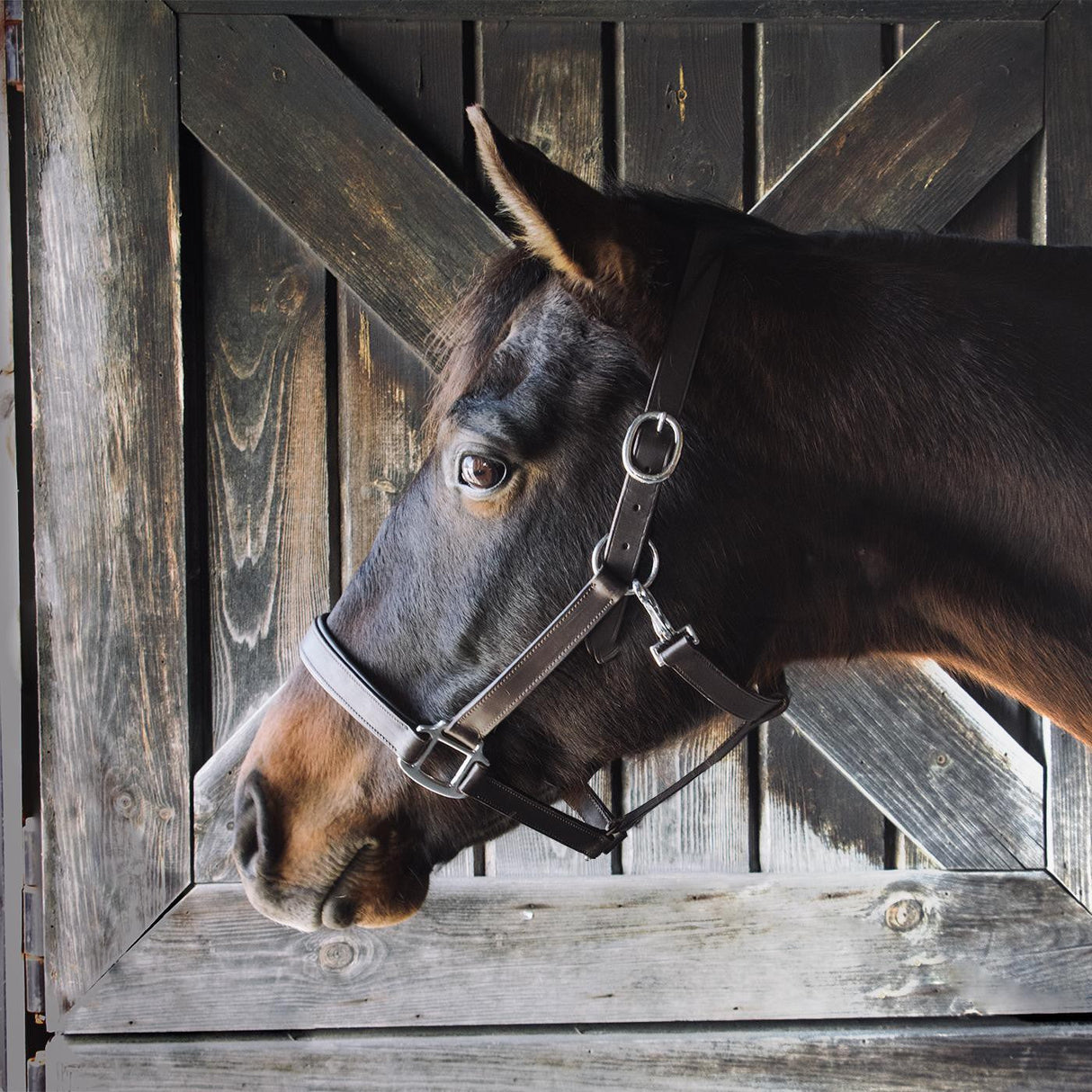 Every Day Essential Leather Halter