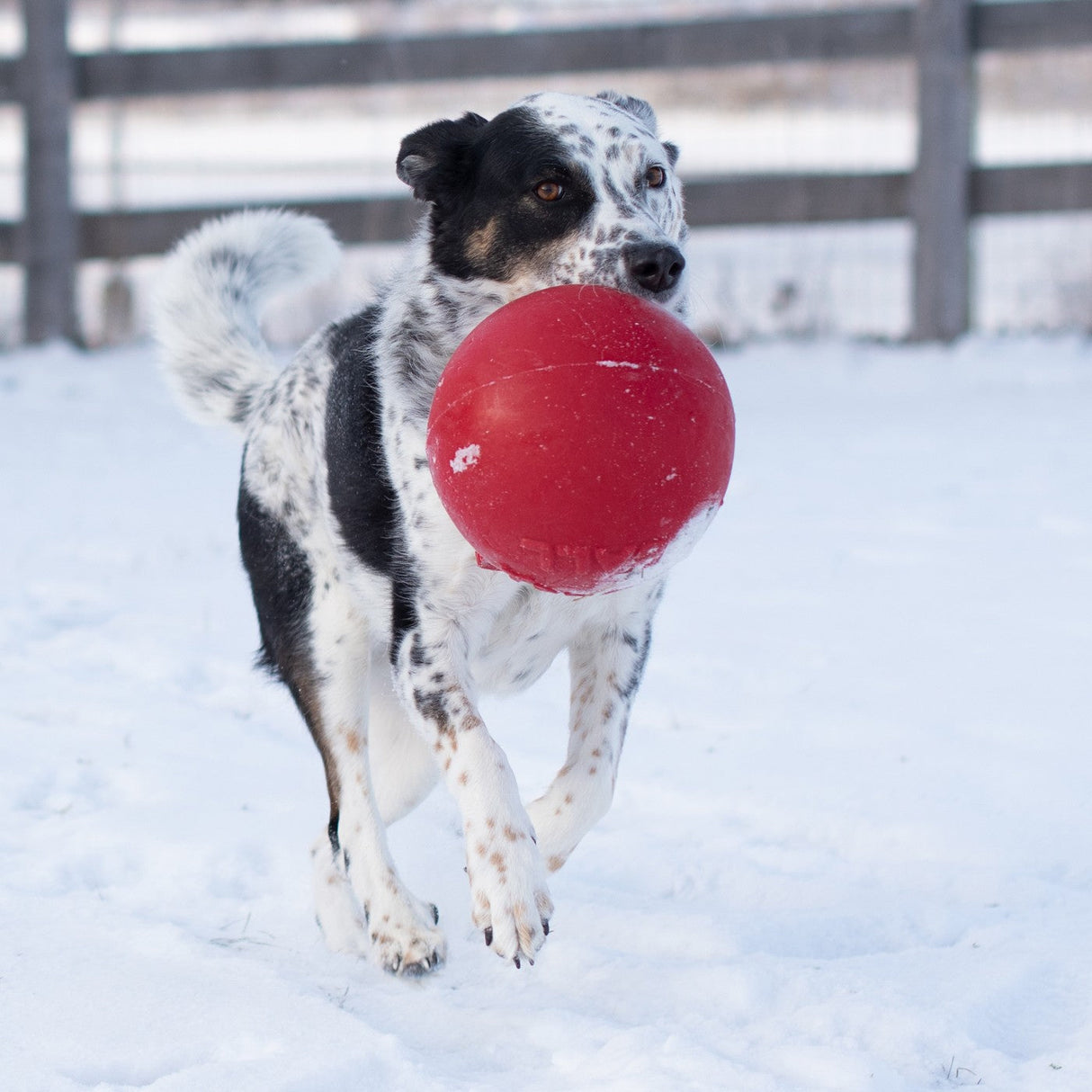 Horsemen's Pride Tug-n-Toss Jolly Ball - 8 in.