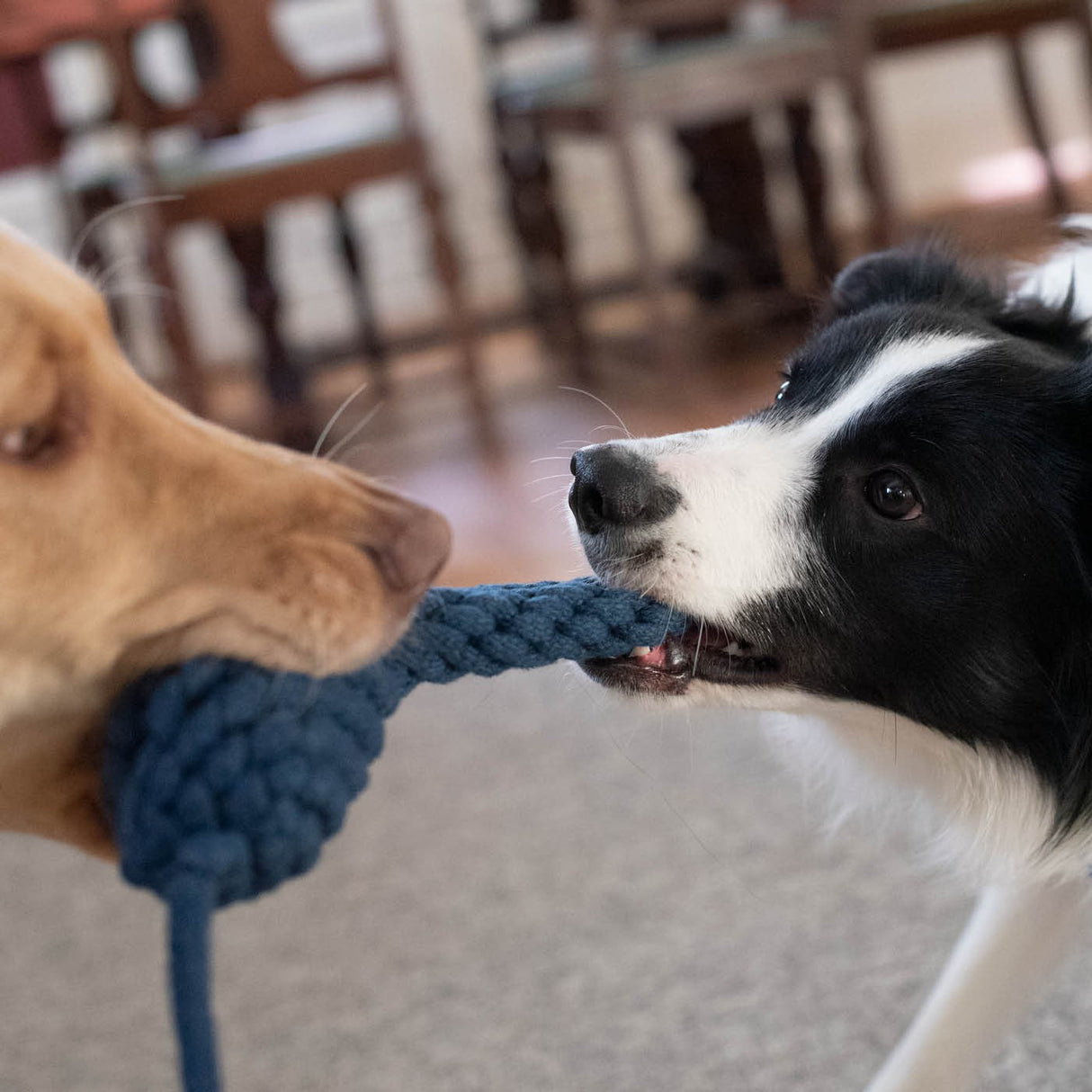 Shedrow K9 Blue Jay Rope & Water Bottle Dog Toy