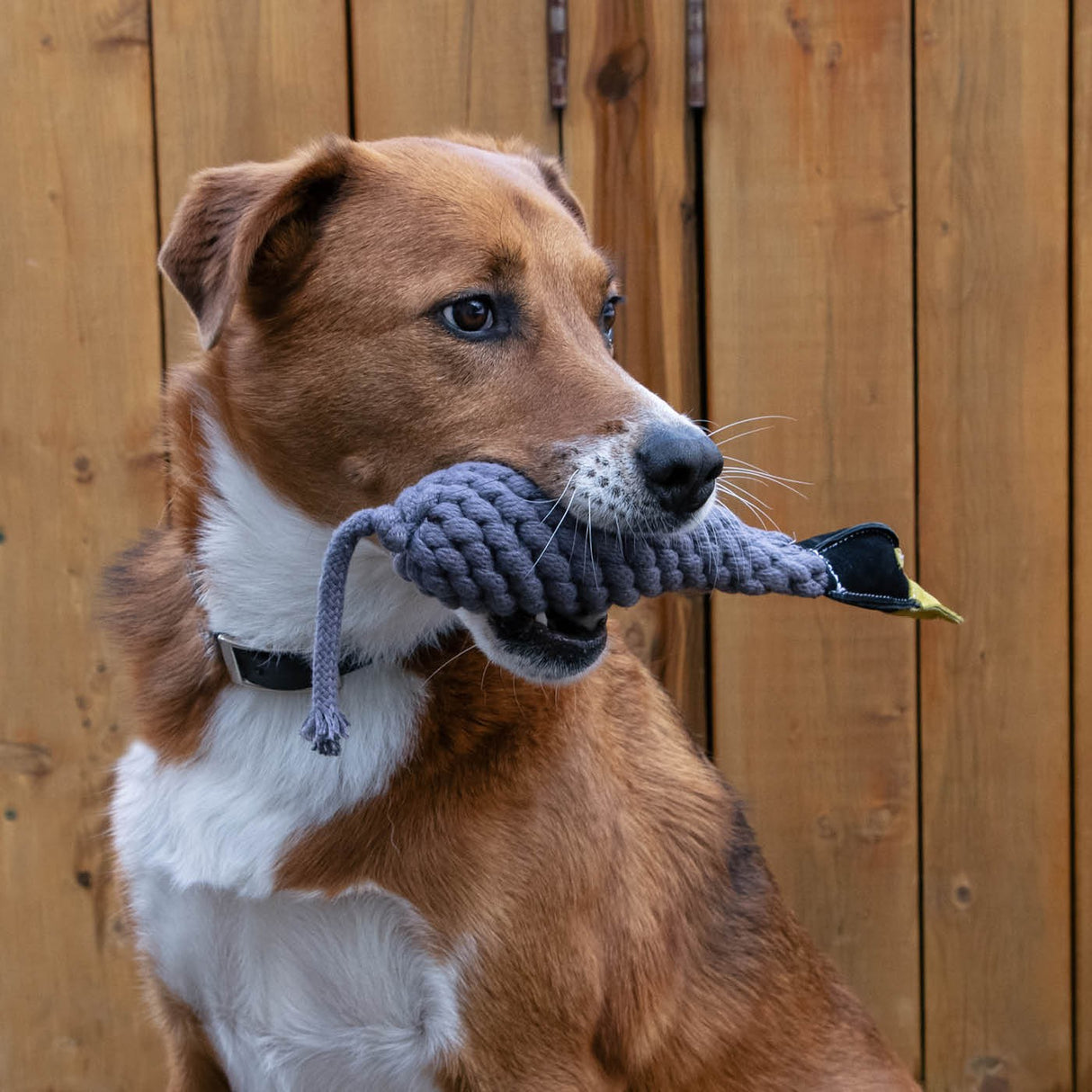 Shedrow K9 Canada Goose Rope & Water Bottle Dog Toy