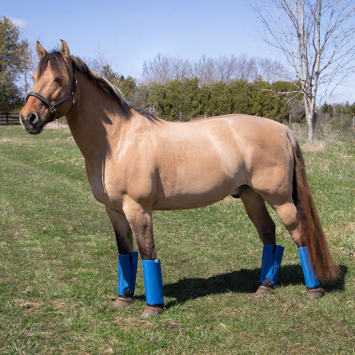 Shoofly Leggins Horse Boots
