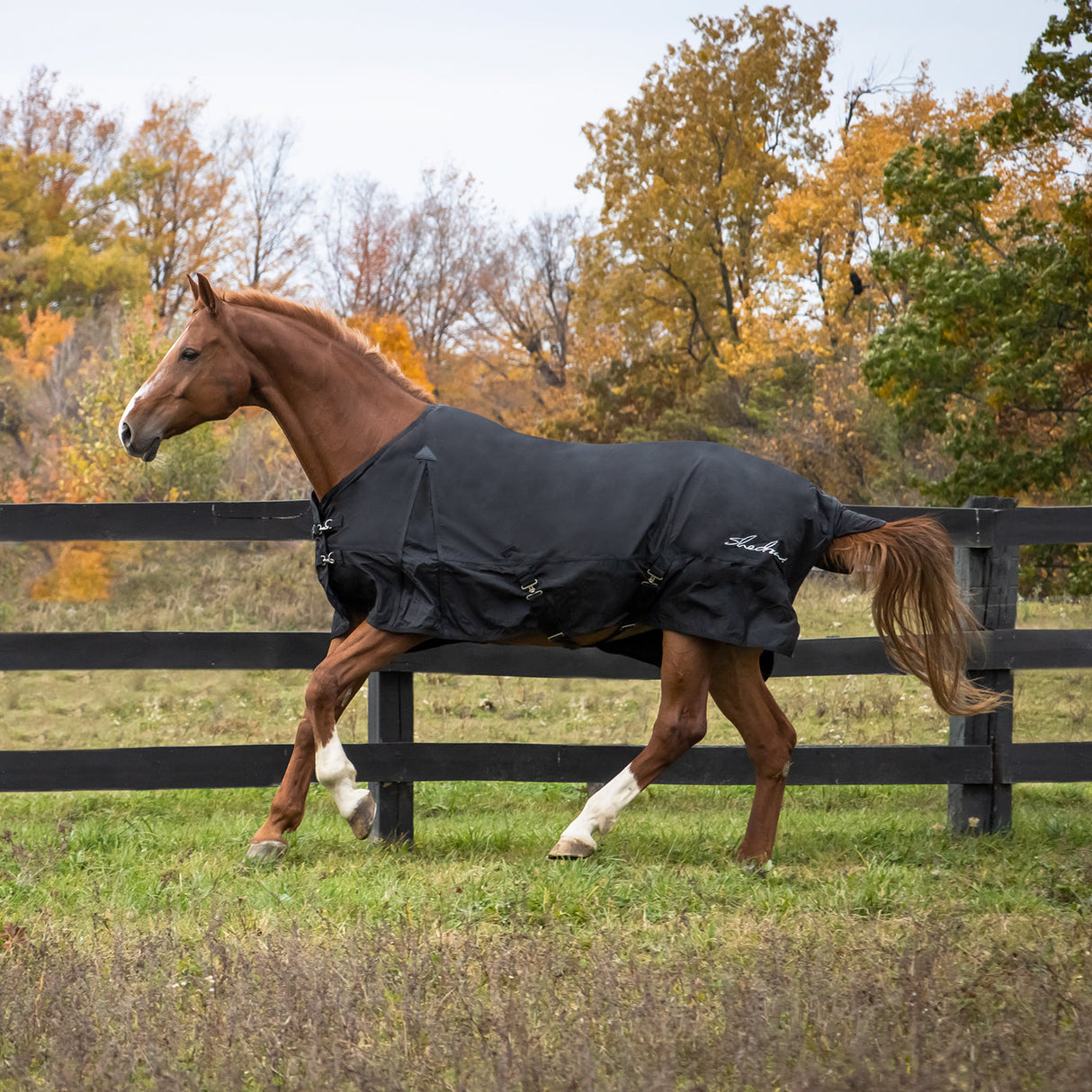 Shedrow Rainsheet 0 g
