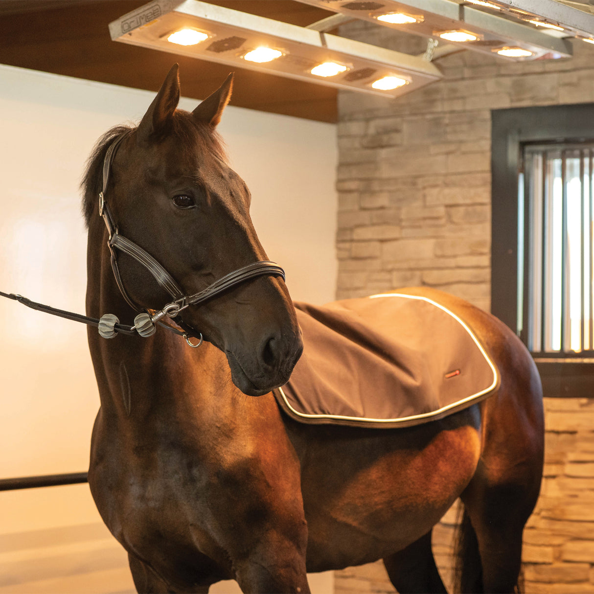 Thermal Therapy Back Warmer