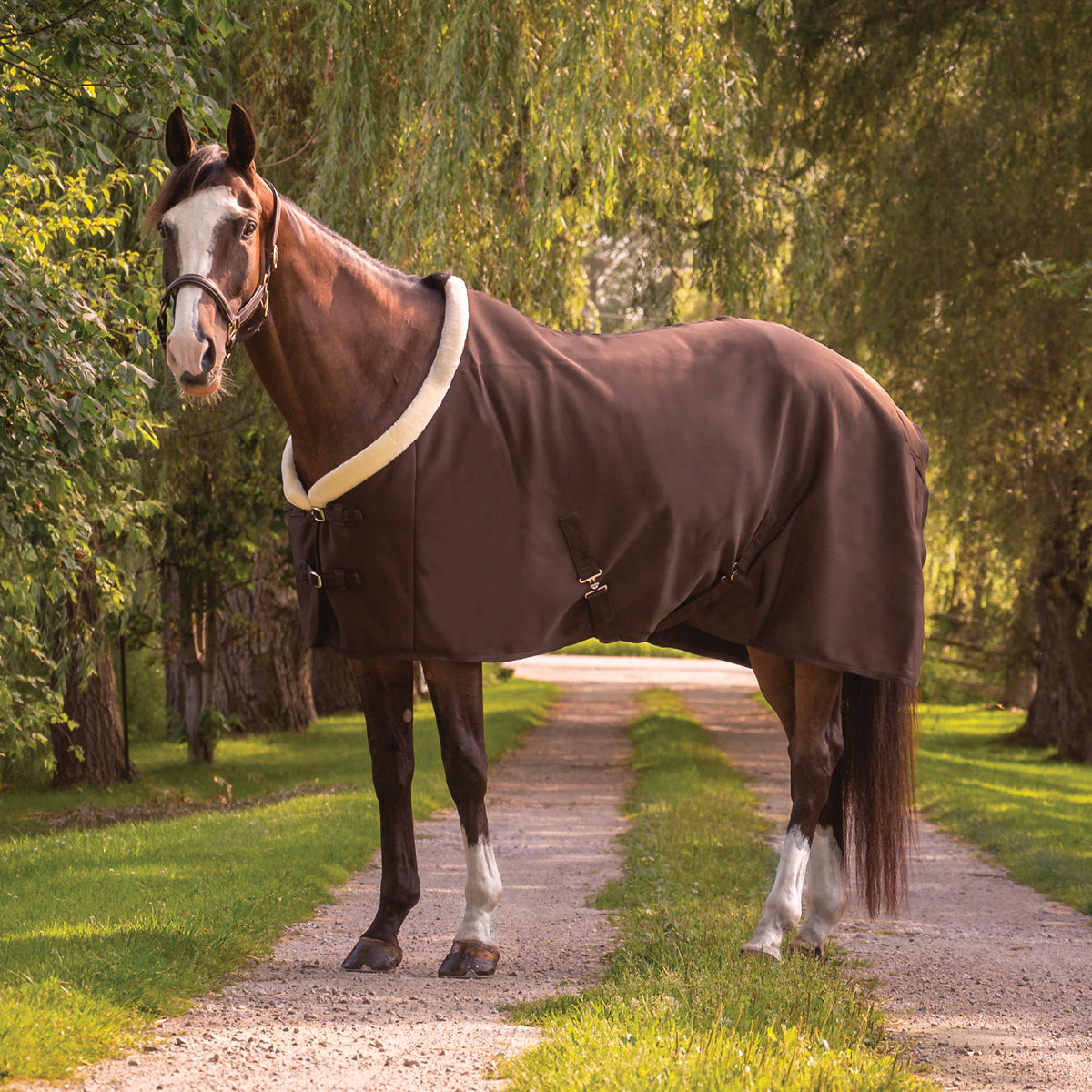 Shedrow Softshell Cooler