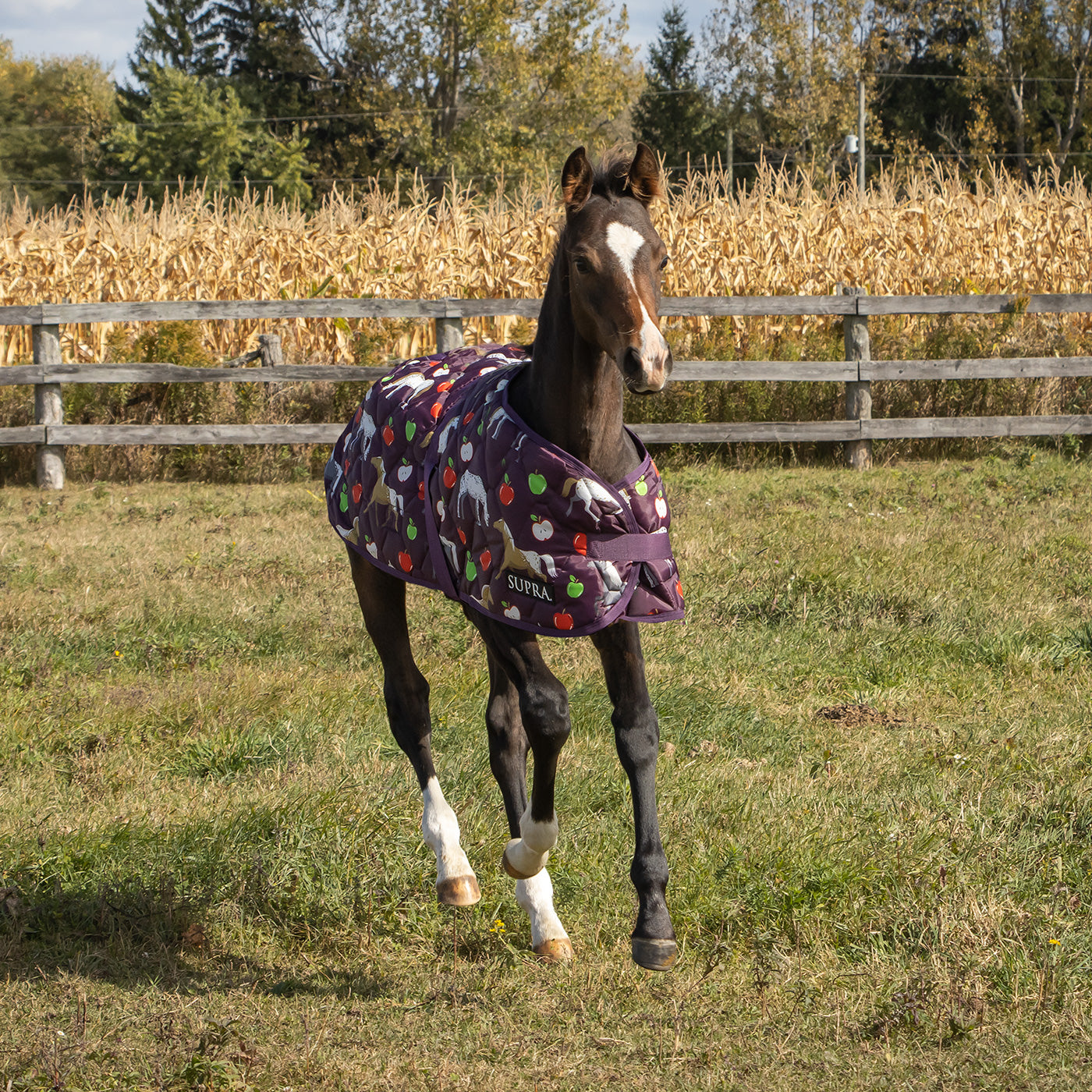 Supra Foal Blanket 300 g