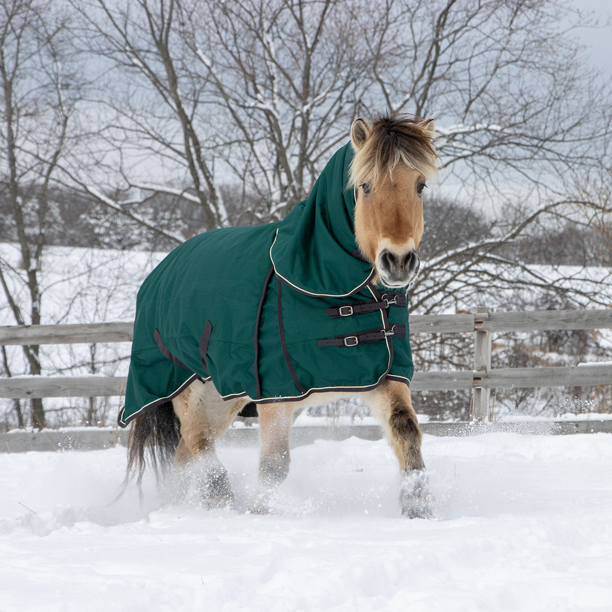Shedrow Turnout Blanket W/ Hood 300 g