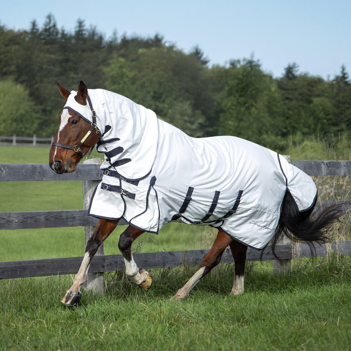 Shedrow Sweet Itch Sheet