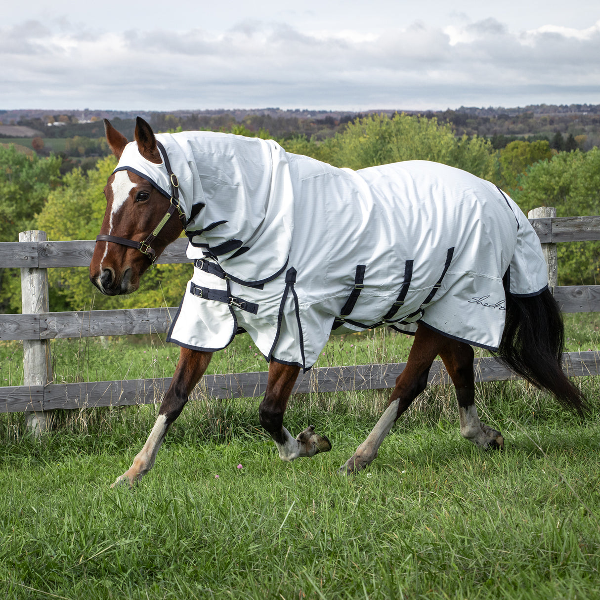 Shedrow Sweet Itch Sheet