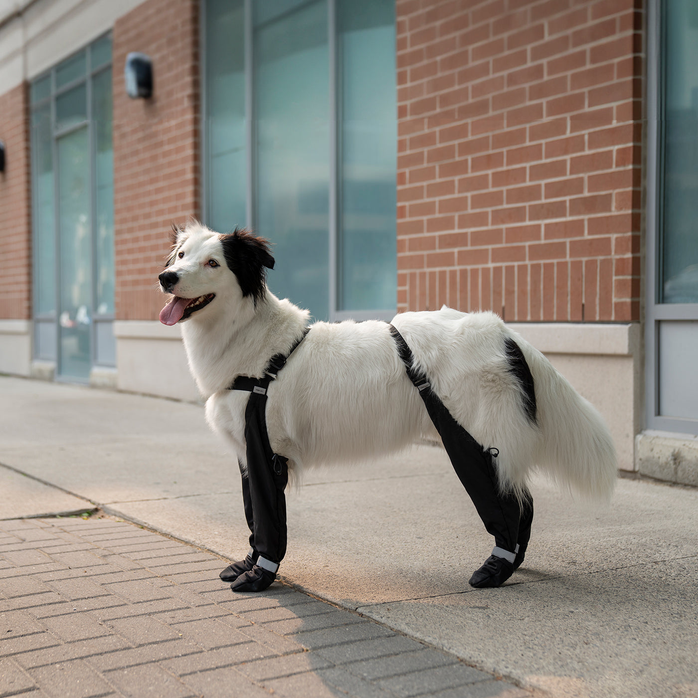 Canada Pooch Suspender Boots - Size 1