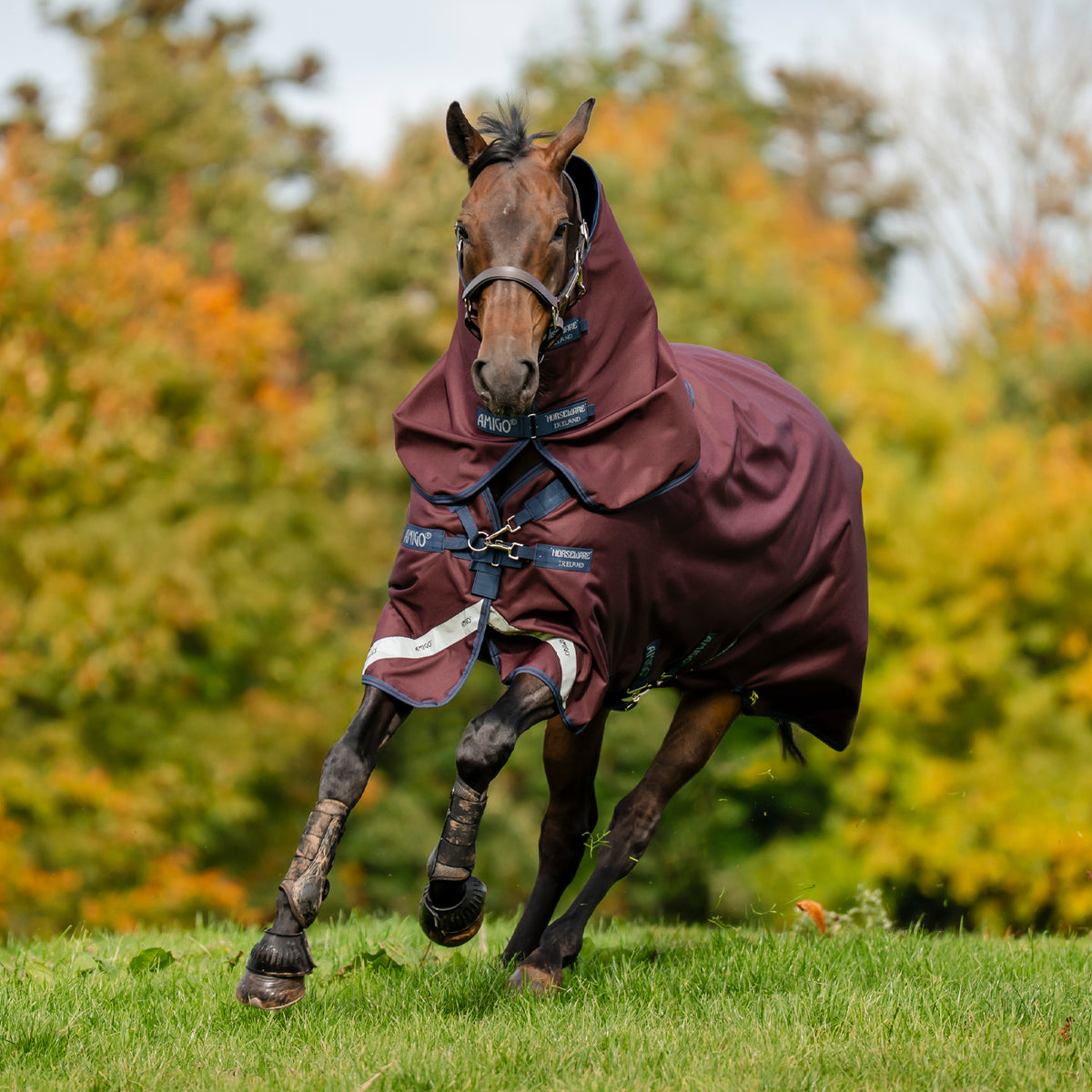 Amigo Bravo 12 Plus Turnout Blanket 400 g